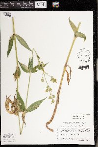 Silene stellata image