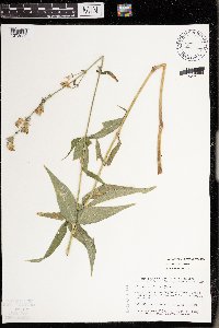 Silene stellata image