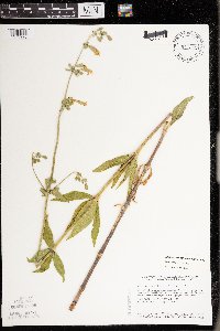 Silene stellata image