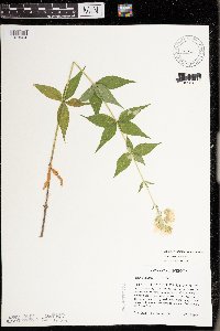 Silene stellata image