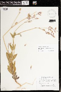 Silene vulgaris image