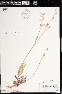Silene vulgaris image