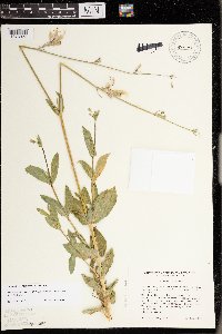 Silene vulgaris image