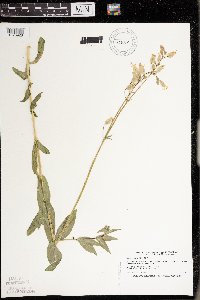 Silene vulgaris image