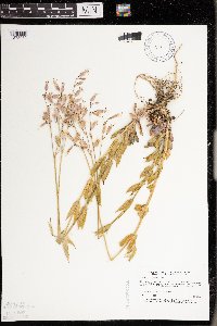 Silene vulgaris image