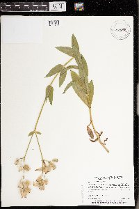 Silene vulgaris image