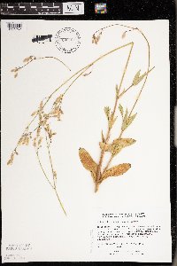 Silene vulgaris image
