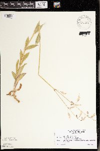 Silene vulgaris image