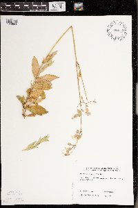 Silene vulgaris image