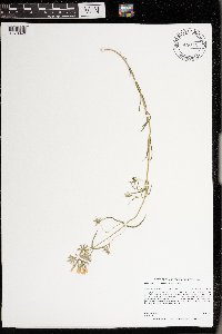 Phlox pilosa image