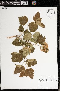 Physocarpus opulifolius image