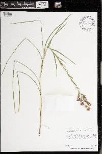 Liatris cylindracea image