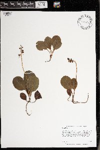 Pyrola elliptica image