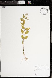 Scutellaria lateriflora image