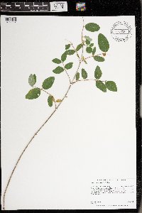 Symphoricarpos albus image