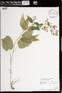 Symphyotrichum drummondii image