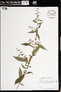 Symphyotrichum lateriflorum image