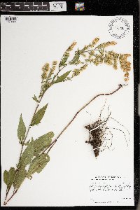 Symphyotrichum urophyllum image