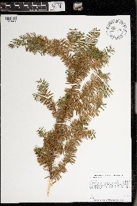 Taxus canadensis image