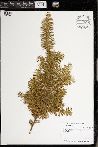 Taxus canadensis image