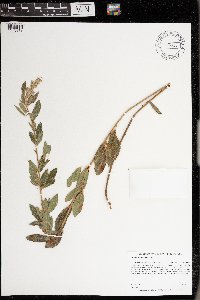 Desmodium canadense image