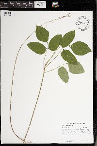 Hylodesmum nudiflorum image