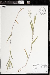 Dichanthelium oligosanthes image