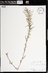 Epilobium leptophyllum image