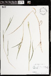 Eriochloa villosa image