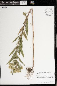 thumbnail image of current specimen