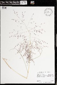 Eragrostis spectabilis image
