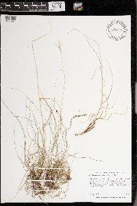 Danthonia spicata image