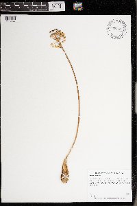 Allium tricoccum image