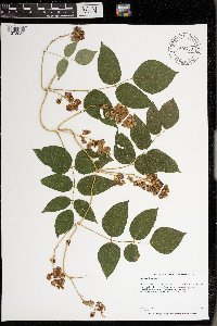 Apios americana image