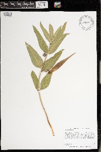 Asclepias viridiflora image