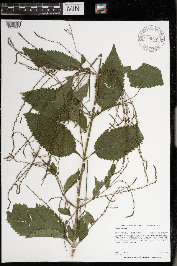 Verbena urticifolia image