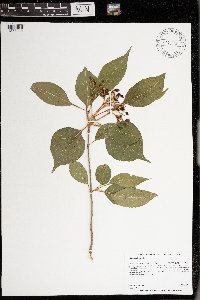 Viburnum lentago image
