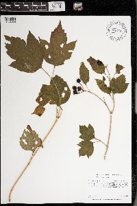 Viburnum opulus var. americanum image