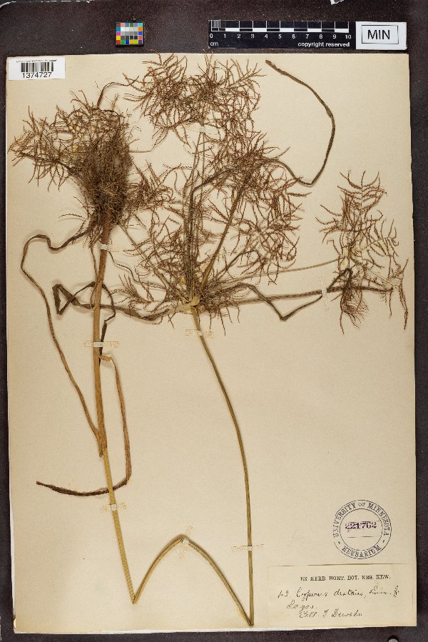 Cyperus distans image