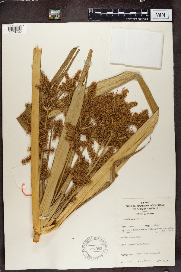 Cyperus dives image
