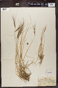 Image of Aegilops triuncialis