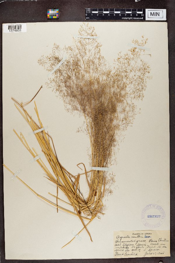 Agrostis reuteri image