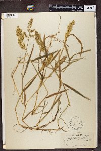 Agrostis stolonifera image