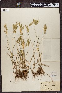 Bromus lanceolatus image