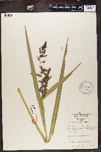 thumbnail image of current specimen