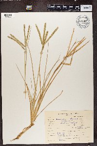 Image of Eleusine africana