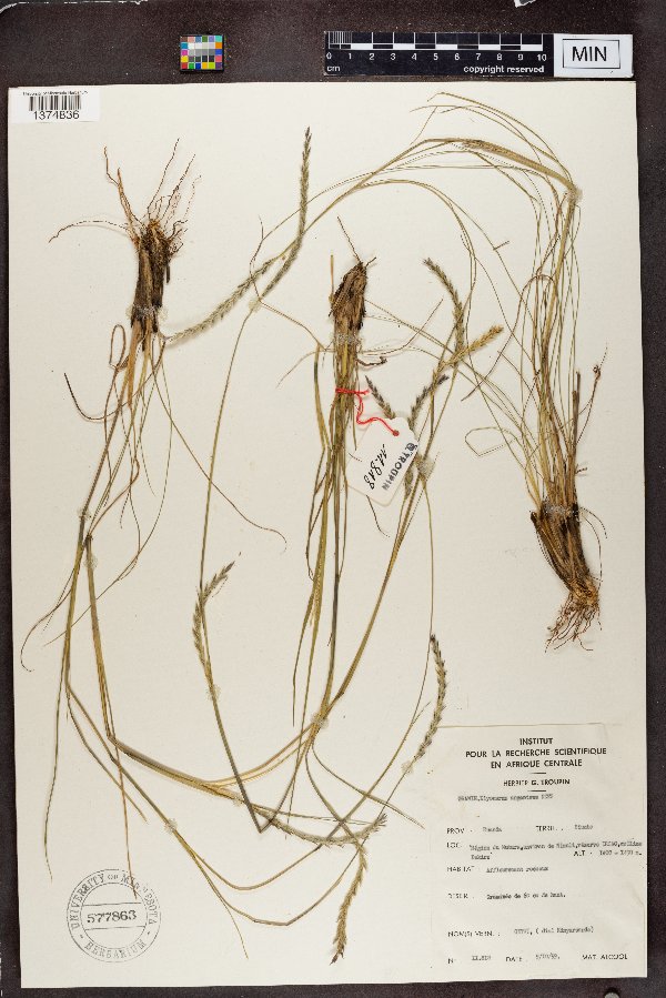 Elionurus muticus image