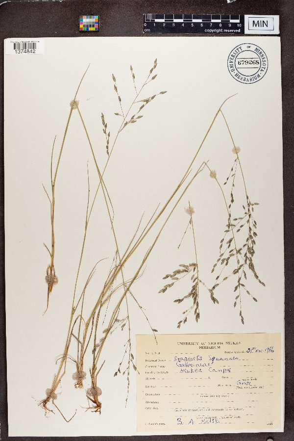 Eragrostis squamata image