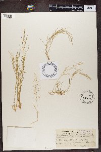 Eragrostis pilosa image