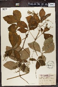 Image Associated With the Occurrence